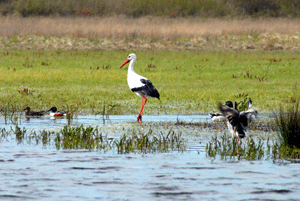 JMD_9911CIGOGNE