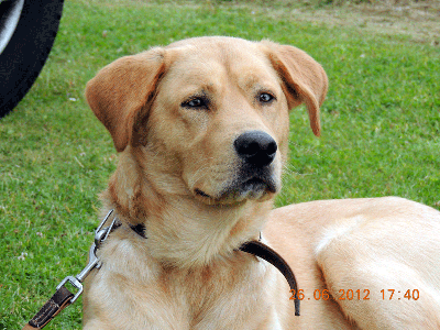 DSCN0738FLOKI