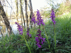une orchidée !